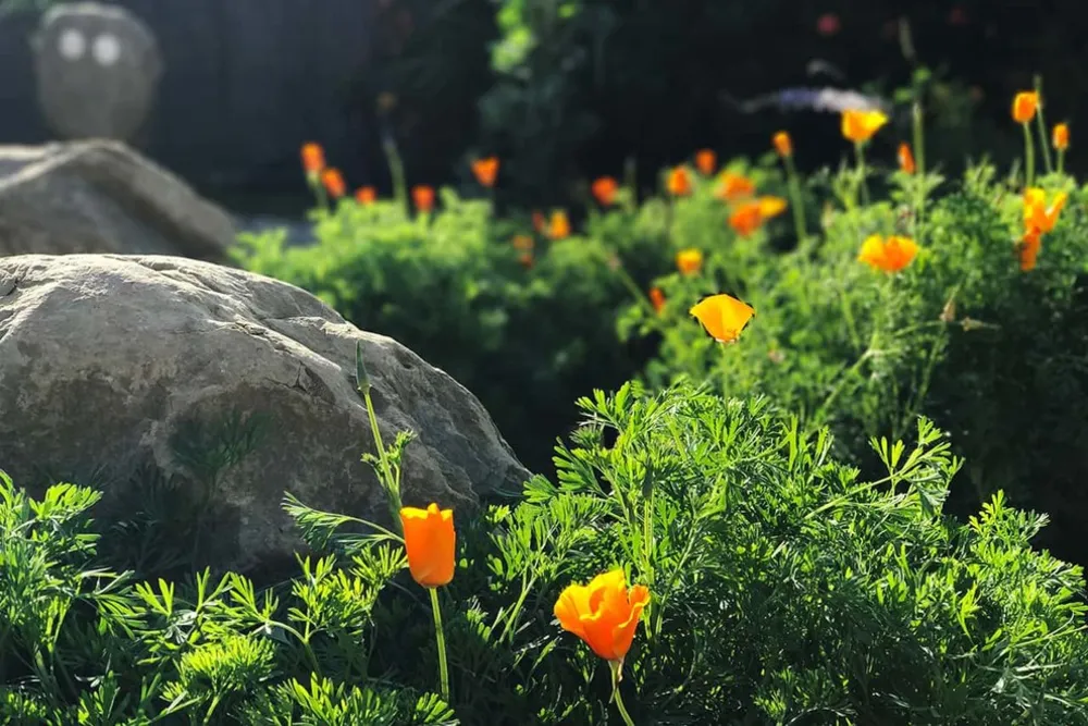 2018 Native Plant Garden Tour