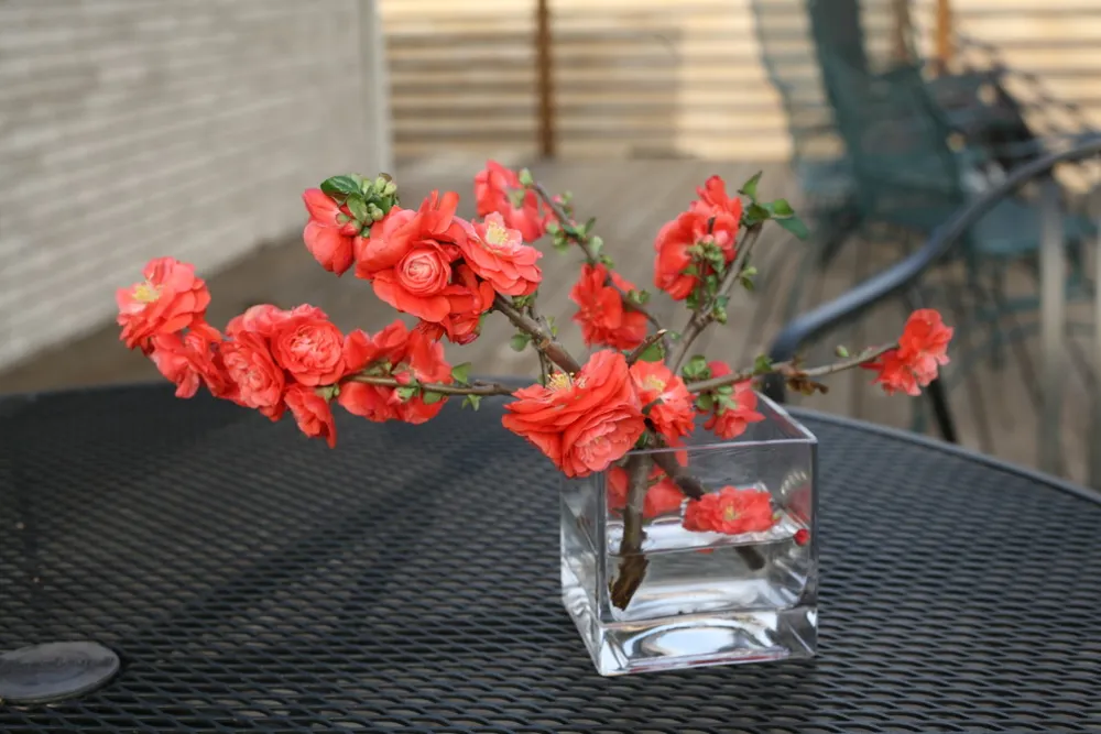 Айва Double Take™ 'Orange Storm'