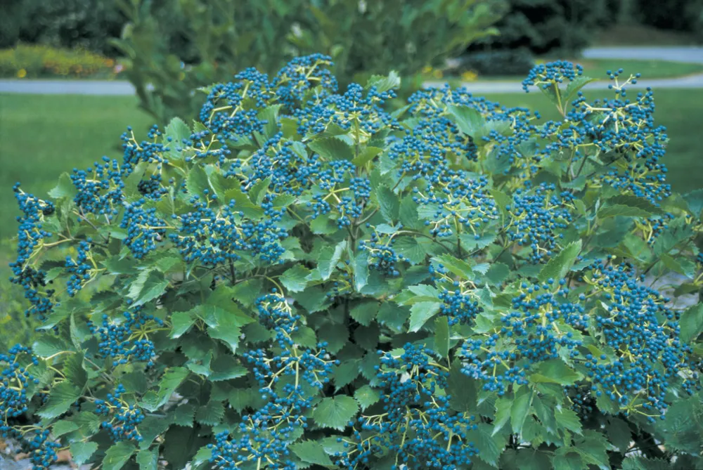 Blue Muffin® Viburnum