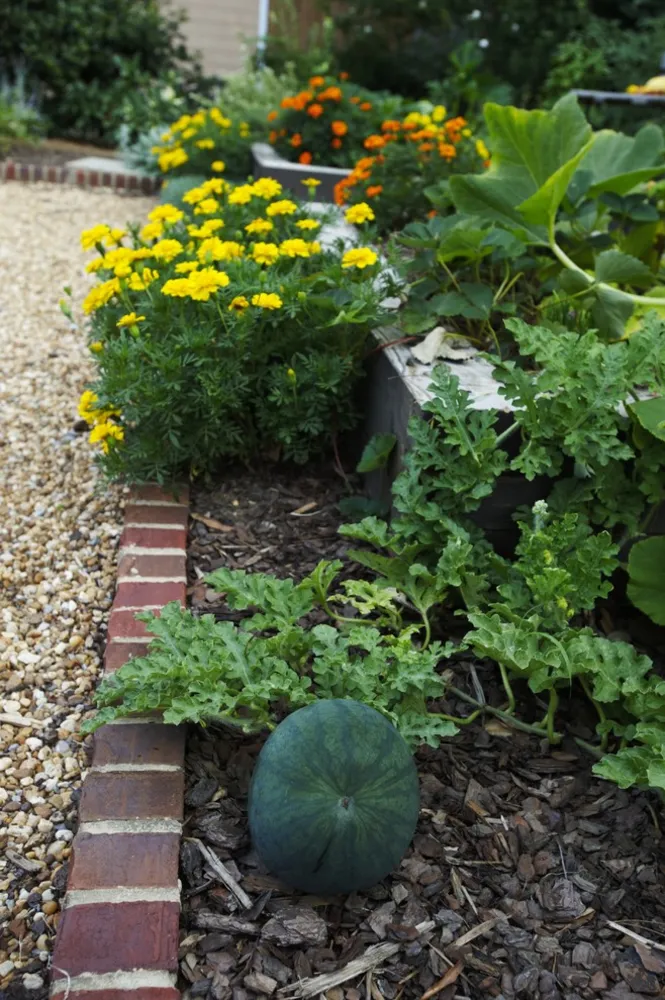 Contemporary Cottage Garden Gemüsegarten