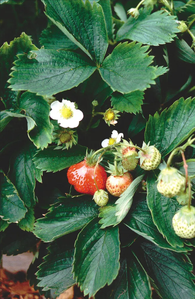 'Tristar' Strawberry