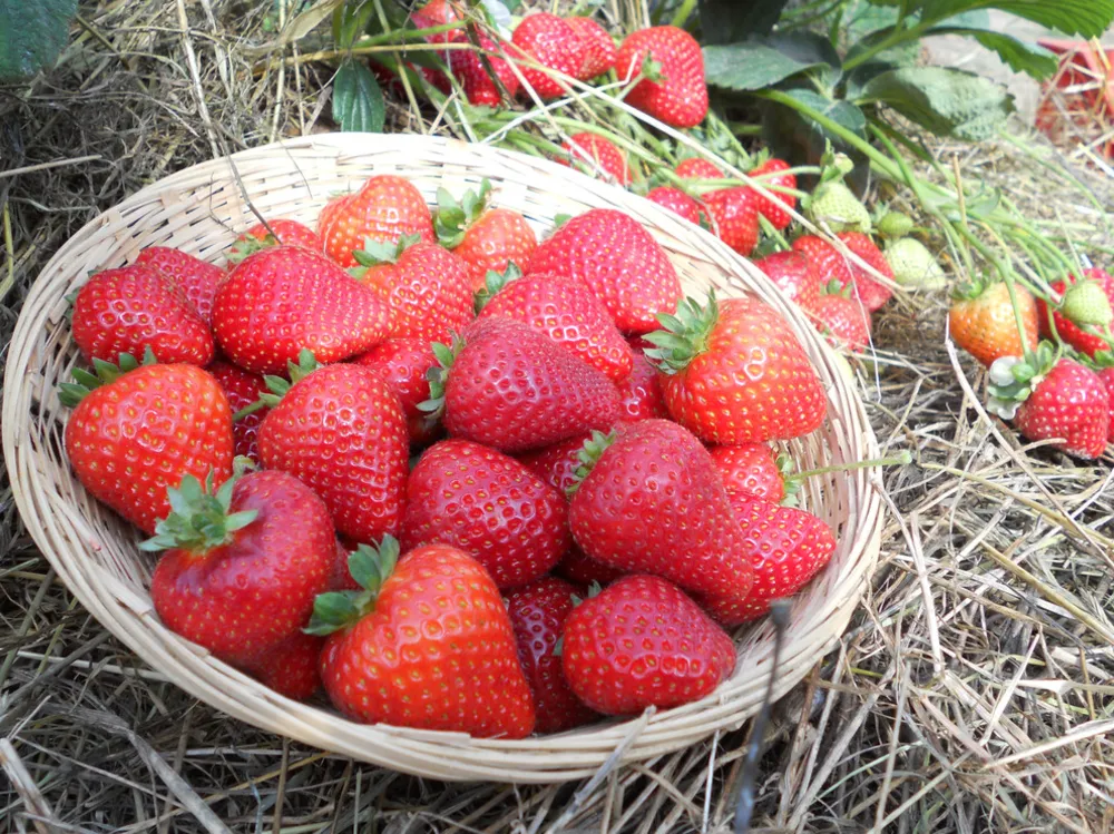 'Sweet Kiss' Strawberry