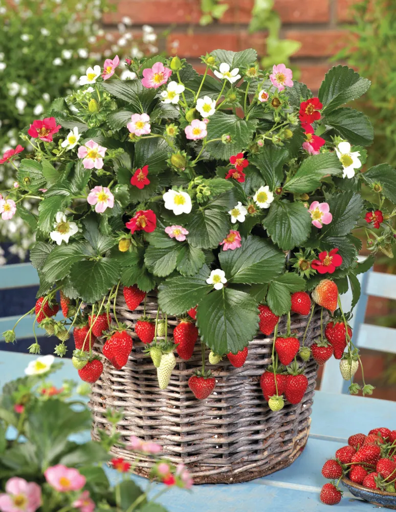 'Gökkuşağı Hazinesi' Çilek