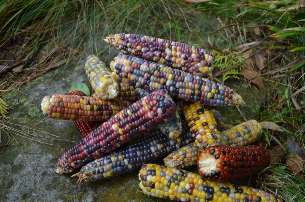 Výměna spořičů semen