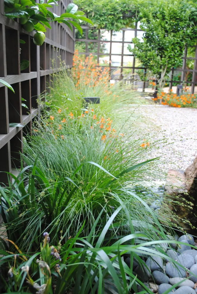 Berkeley Urban Patio Front Yard