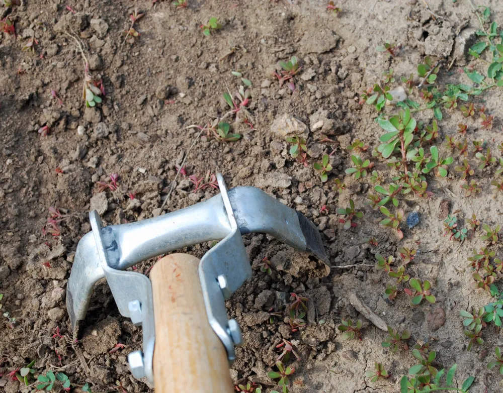 ogräsrensning med hacka