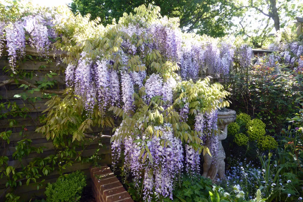 Mały miejski ogród bez trawnika
