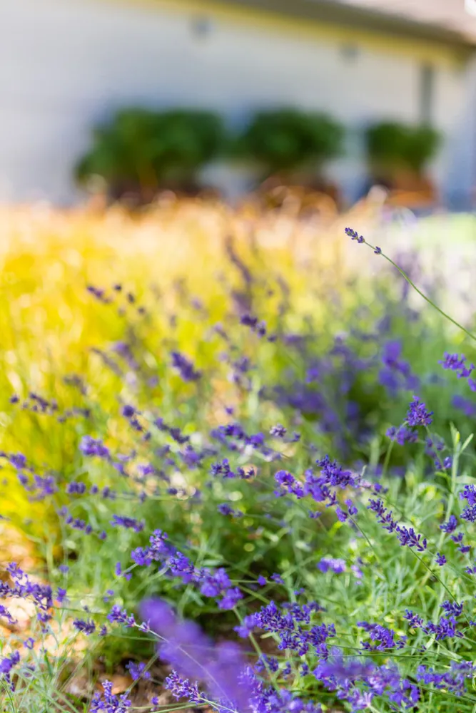 Seattle Silver Screen