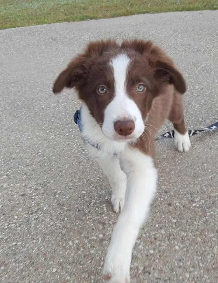 Valp drar sprinkler genom Doggy Door, kaos uppstår