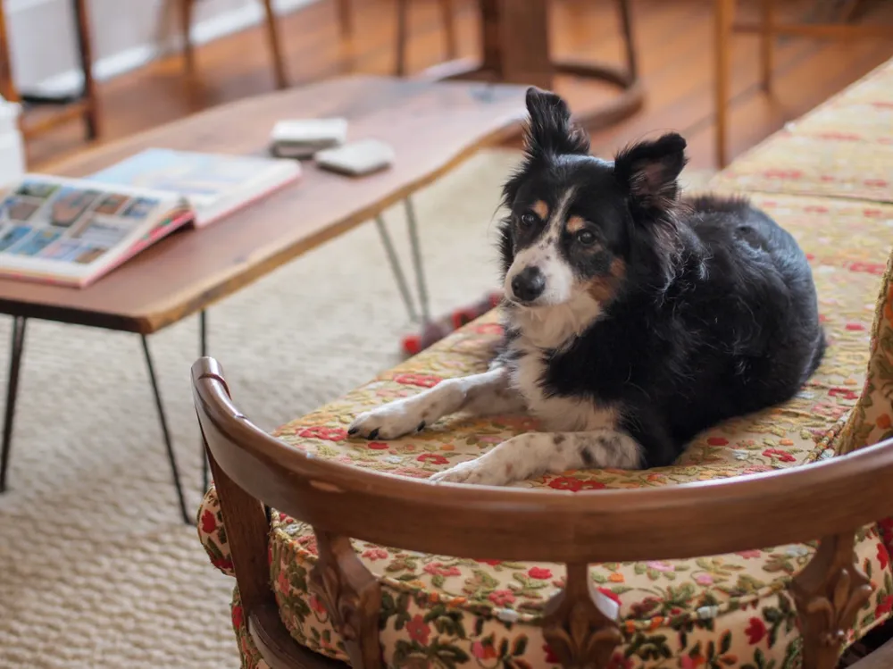 Mein Servista: Üppig und lebhaft im French Quarter von New Orleans