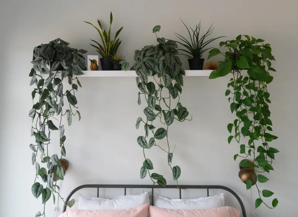 My Servista: Tämä D.C. Bakerin asunto on kasvien täytetty keidas