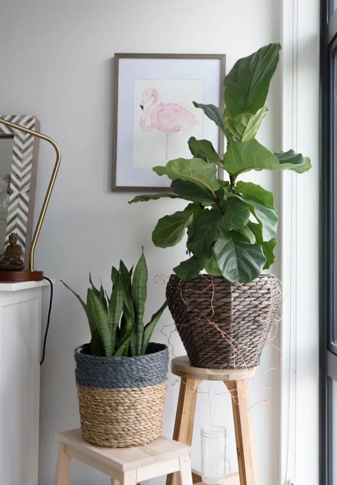 Servistaini: Tämä D.C. Bakerin asunto on kasvien täytetty keidas