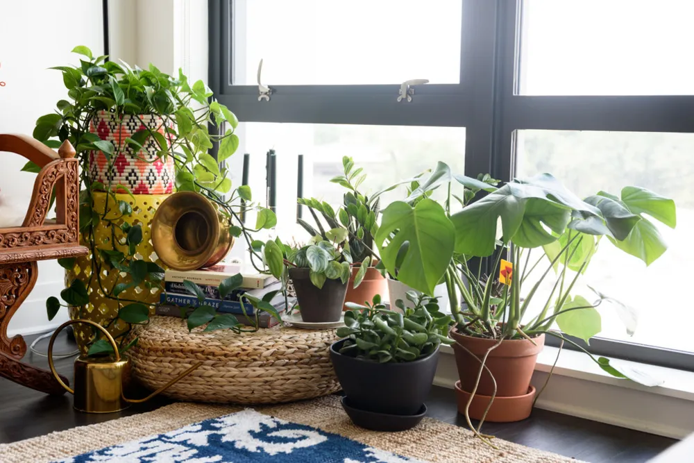 My Servista: Tämä D.C. Bakerin asunto on kasvien täytetty keidas