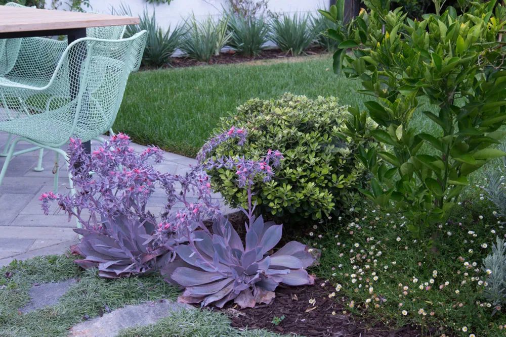 Culver City Modern Classic