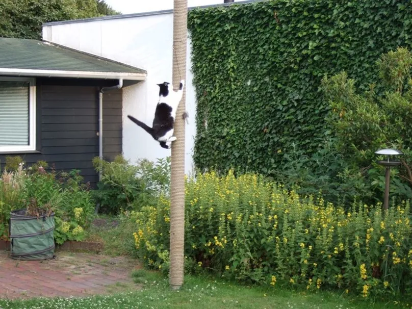 Sådan designer du dit hus omkring dit kæledyr