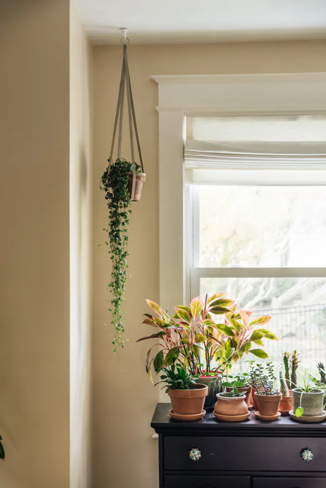 My Servista: pianta d'appartamento felice in una casa D.C. in stile Boho