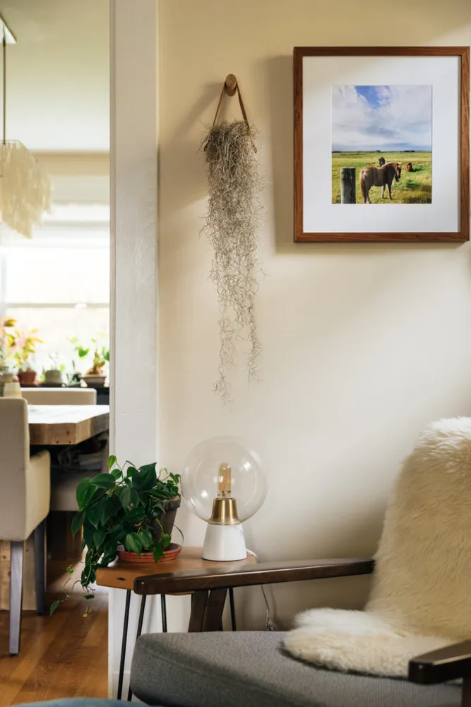 My Servista: pianta d'appartamento felice in una casa D.C. in stile Boho