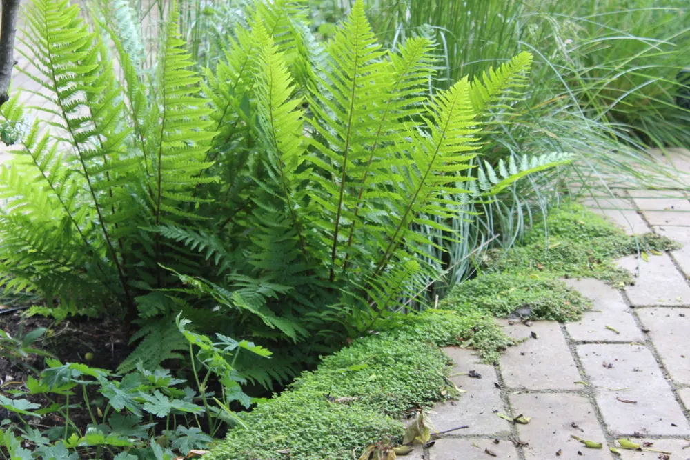 Belsize Gardens Projects