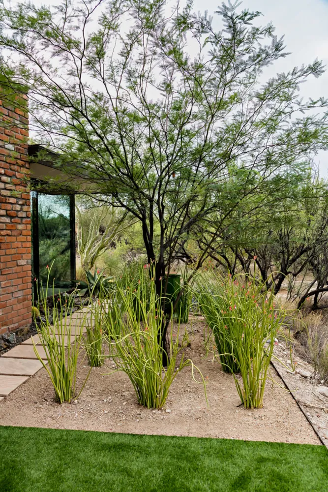 Vuosisadan puolivälissä huoletonta | Kuivuutta sietävä istutus