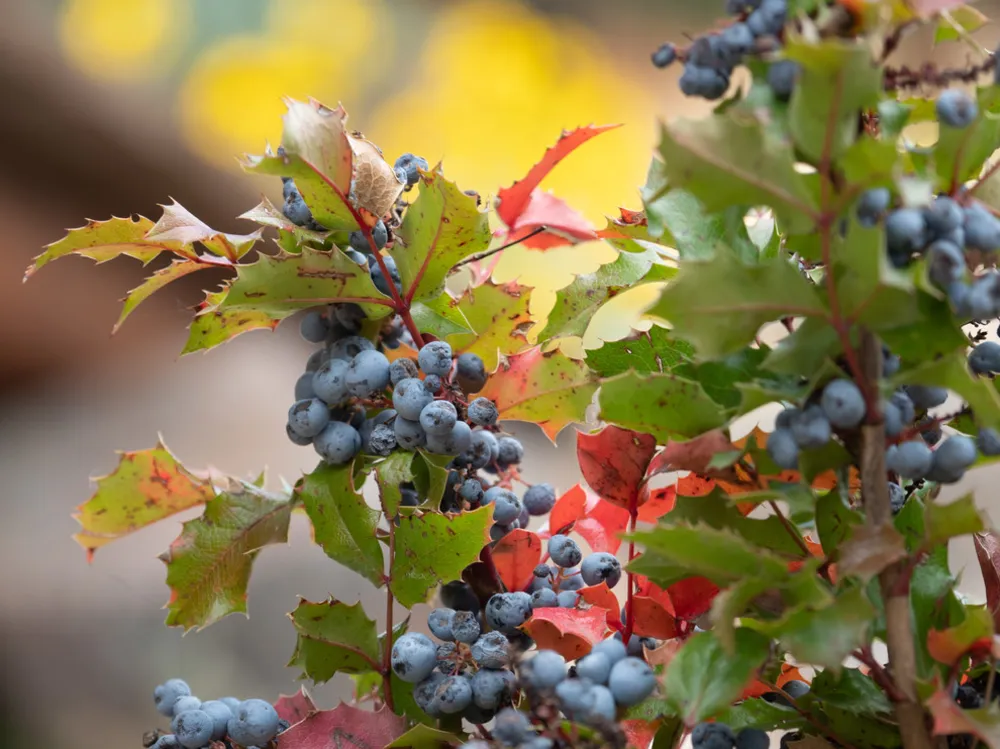 Yamaçtaki Oregon Üzümü