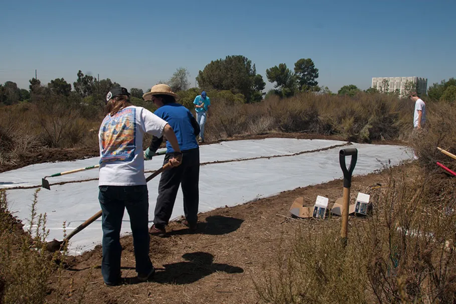 Bernard Field Station Soil Solarization