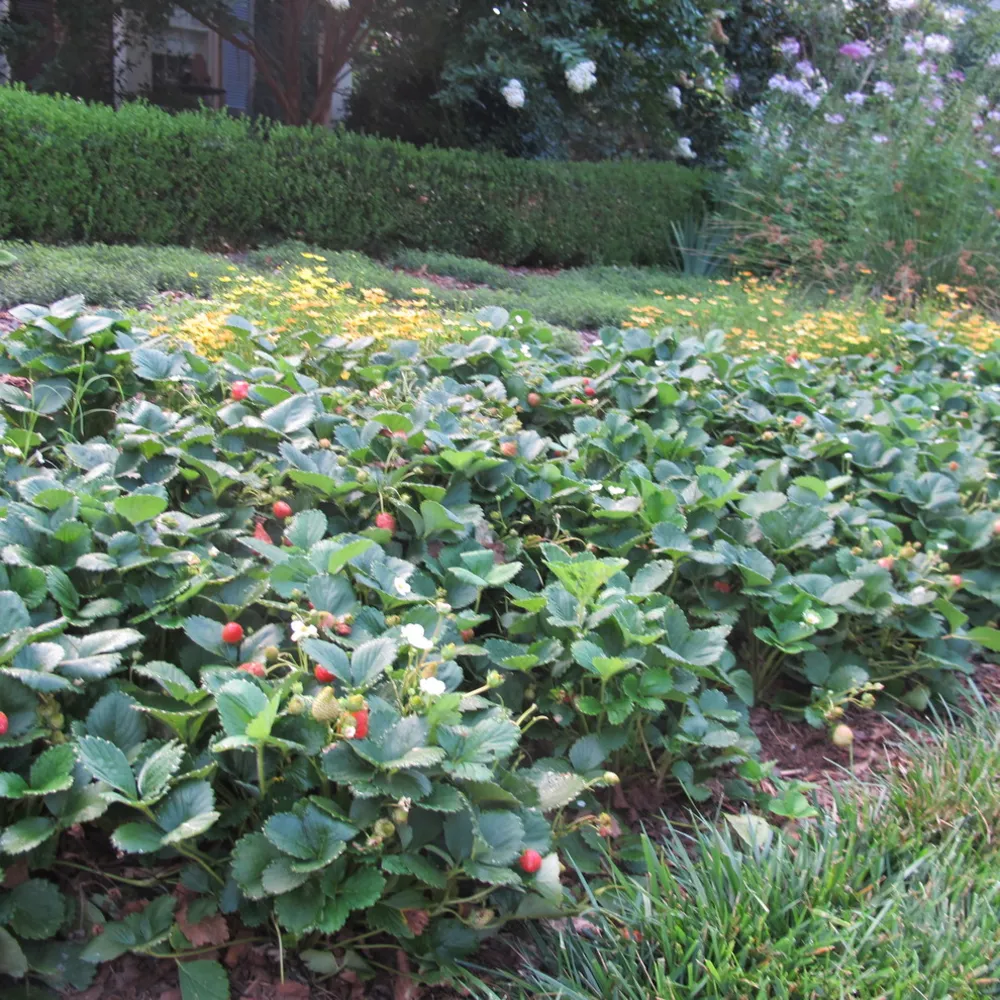 Havearbejde med selvtillid® Strawberries.JPG