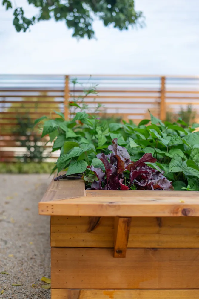 Giardino commestibile del distretto centrale