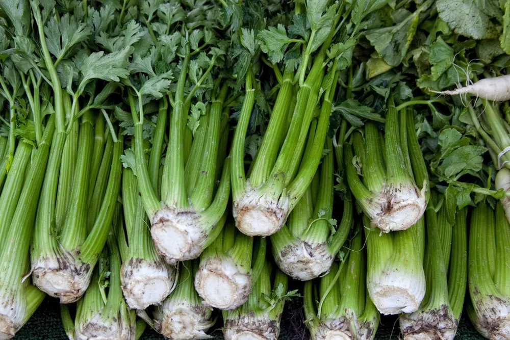 Selleri
