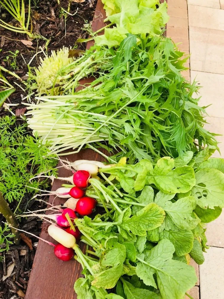 Edible Garden Follow Up Shell