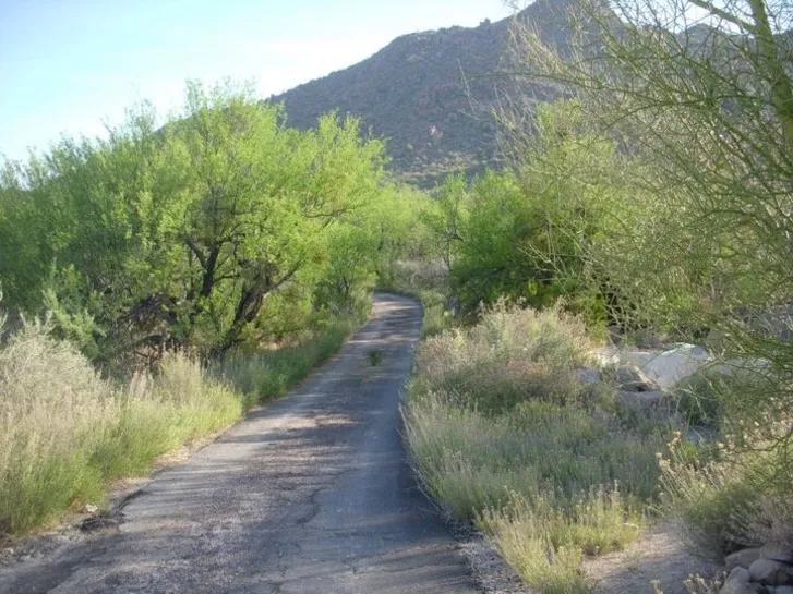 Midcentury Sonoran Yard