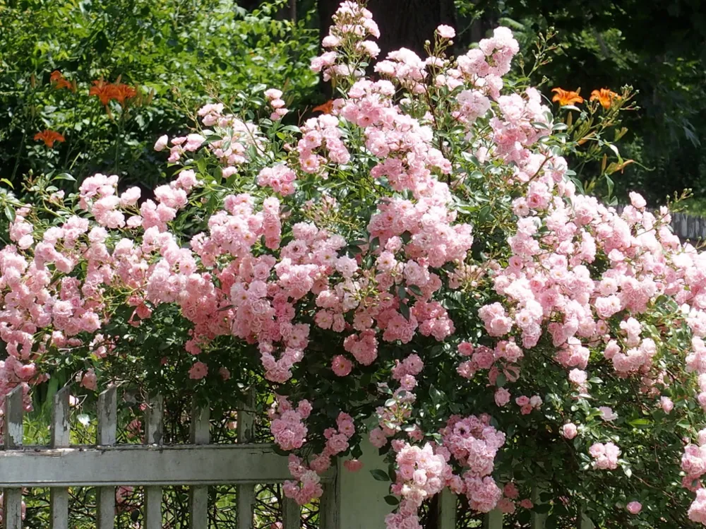 Gartengestaltung - Traditionelle Bepflanzung