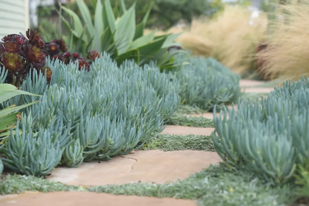 Paesaggio cortile anteriore
