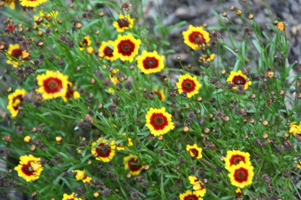 Havearbejde med selvtillid® Coreopsis 'Redshift'.JPG