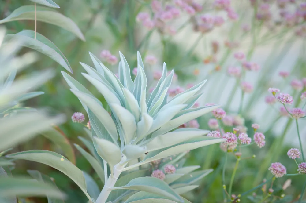 Chaparral Yaz Çiçekleri