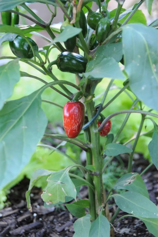 Сад із грядками