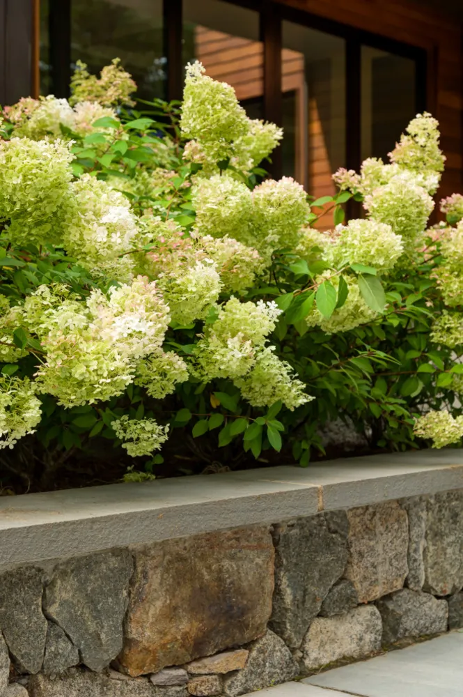 Классический каштановый холм