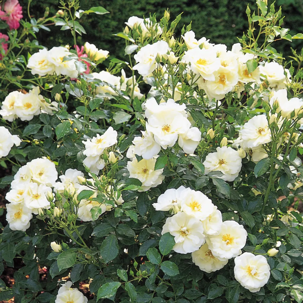 White Flower Carpet Rose