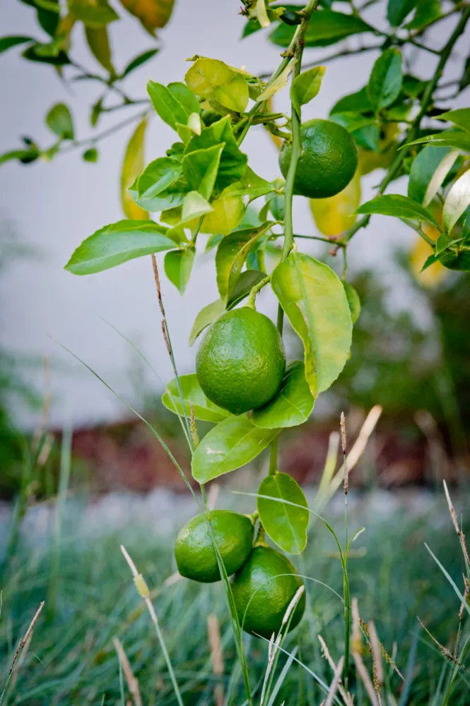 Citrusträd med inhemska växter