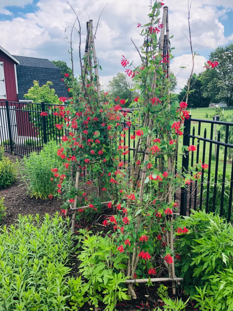 Nativi a bordo piscina