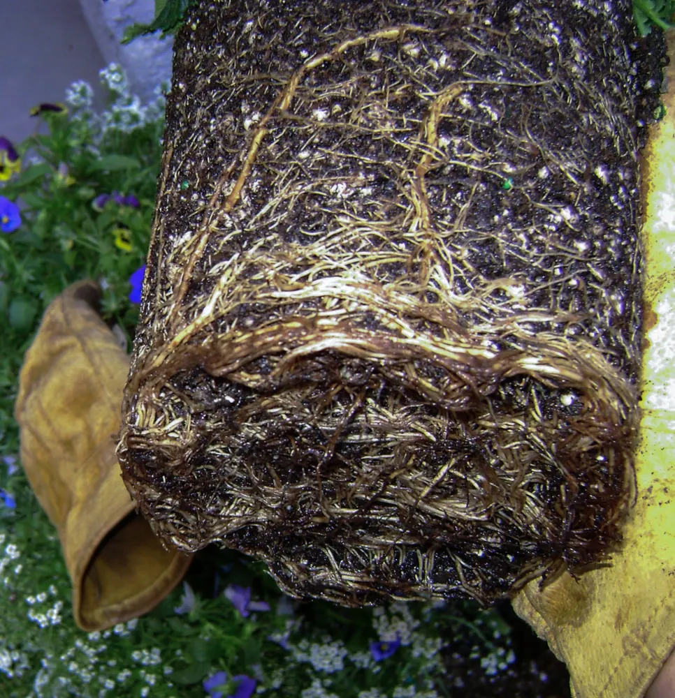 Preparati per la semina autunnale