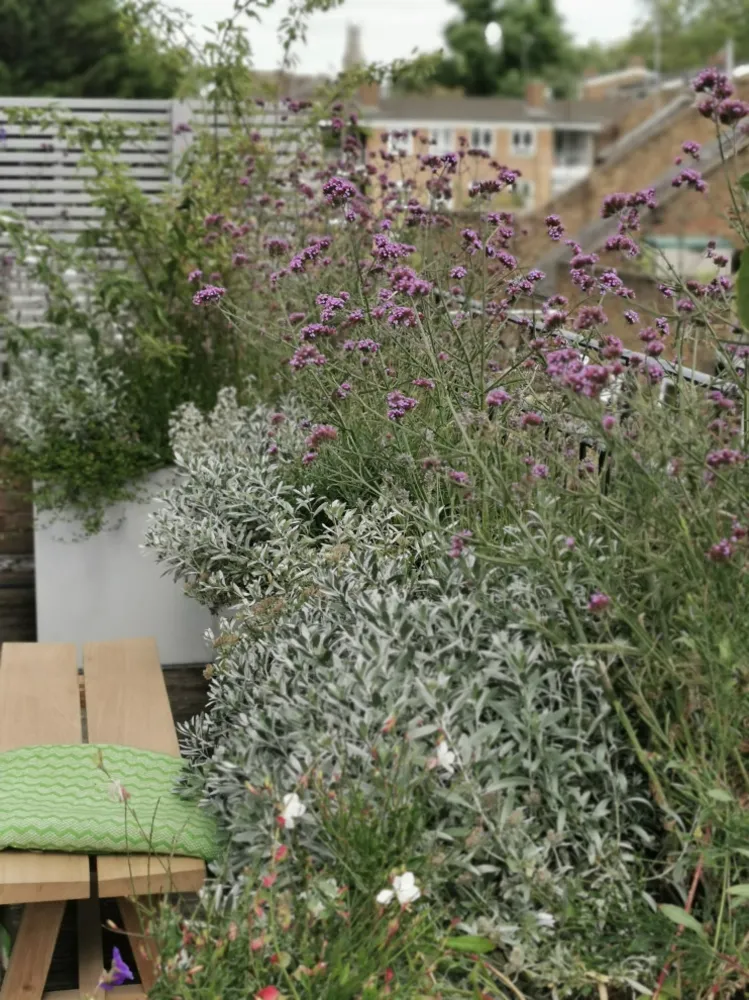 Verbena lízátko klenoucí se nad Convovulous centrem.