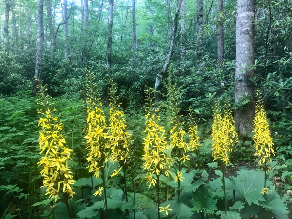 Ligulárie kvetoucí v bažině.