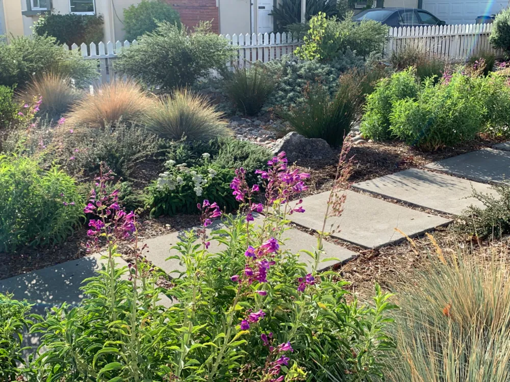 California Yerli Bahçesi ve Bioswale