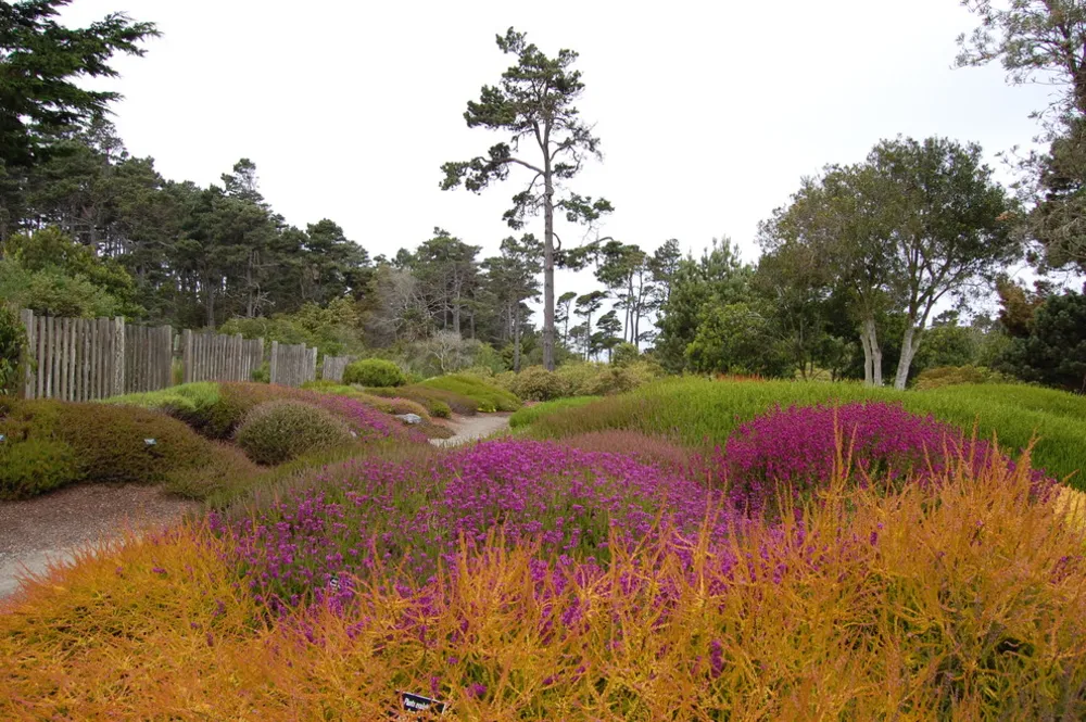 Erica cinerea 'Altın Damla' & Calluna vulgaris 'Foxii Nana'