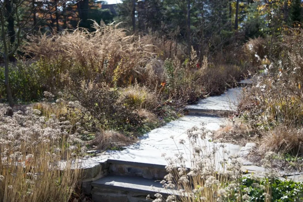 Bryn Mawr, PA - Native Meadow Design / Install