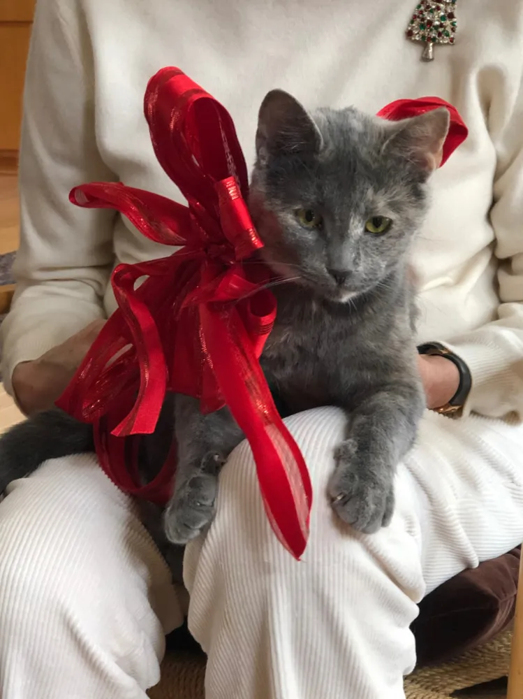 Покажіть нам своїх улюбленців, які люблять Різдво!