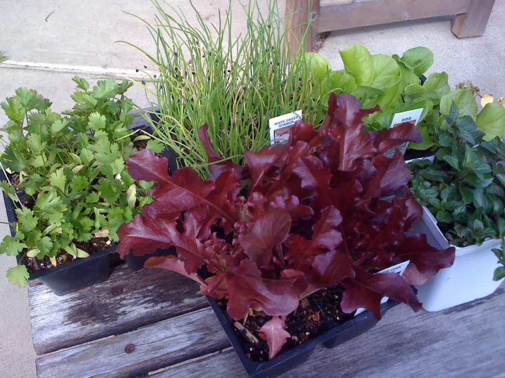 Vårfrøplanter