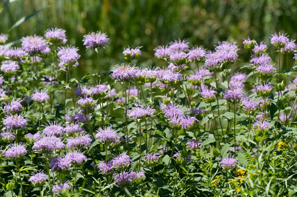 Wild Bergamot / Monarda fistulosa