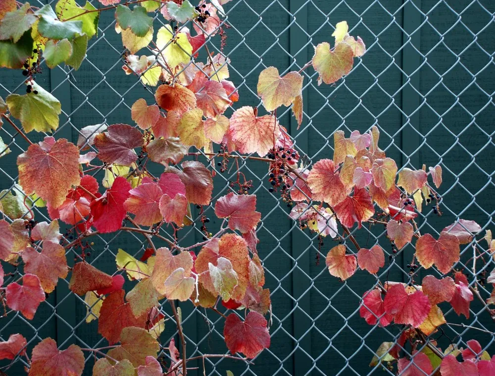 Roger's Red California Grape