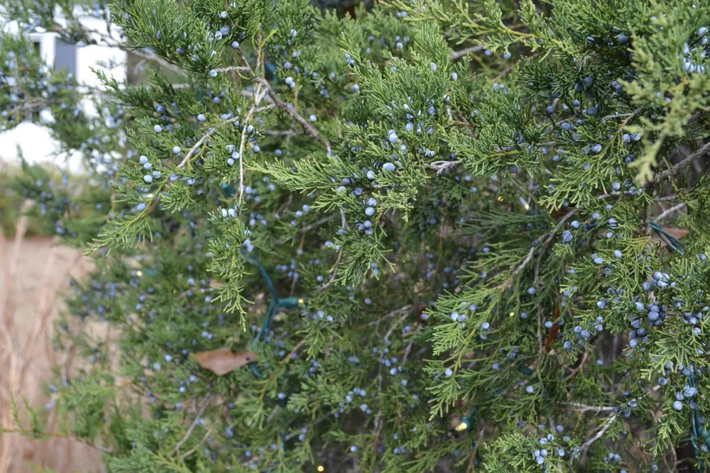 Decatur Woodland Ekranı